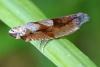 Ancylis uncella
